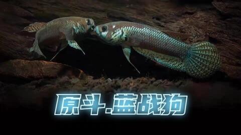 国产斗鱼怎么选鱼种视频