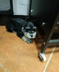 国产调教母狗精品视频